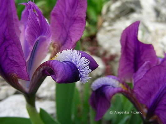 Iris pumila - Zwerg Iris   © Mag. Angelika Ficenc