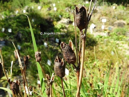 Iris sibirica   © Mag. Angelika Ficenc