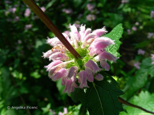 Phlomis tuberosa - Knollen Brandkraut  © Mag. Angelika Ficenc