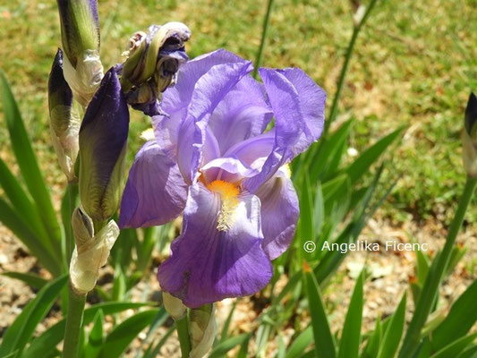 Iris pallida subsp. cengialti  © Mag. Angelika Ficenc