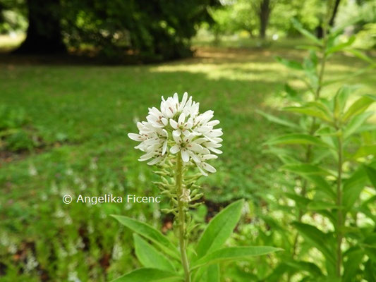 Lysimachia barystachis  © Mag. Angelika Ficenc