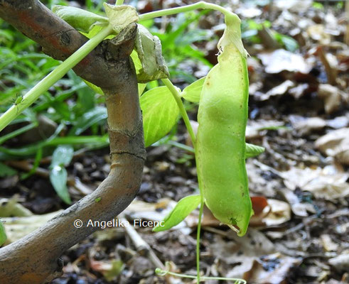 Pisum sativum © Mag. Angelika Ficenc