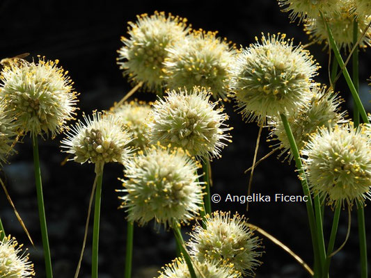 Allium saxatile subsp. tergestinum  © Mag. Angelika Ficenc