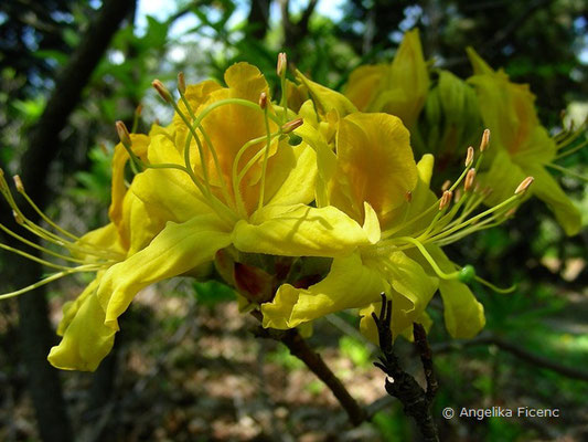 Rhododendron luteum  © Mag. Angelika Ficenc