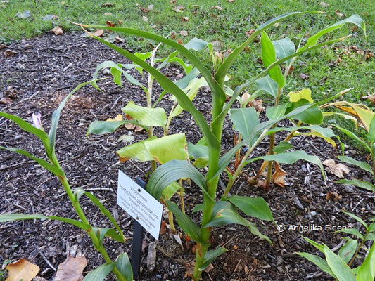 Hedychium gardnerianum © Mag. Angelika Ficenc