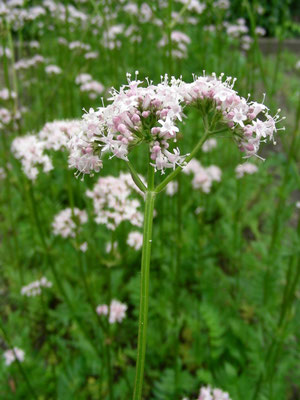 Valeriana officinalis - Echter Baldrian  © Mag. Angelika Ficenc