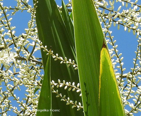 Cordyline australis - Keulenlilie, Blüten und Blatt  © Mag. Angelika Ficenc