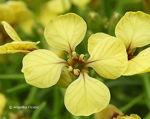 Vella spinosa - Blüte, Detail  © Mag. Angelika Ficenc