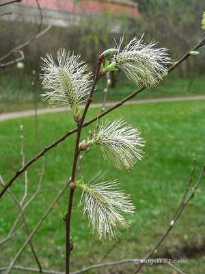 Salix sp. - Weide  © Mag. Angelika Ficenc