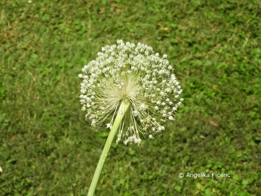 Allium porrum © Mag. Angelika Ficenc