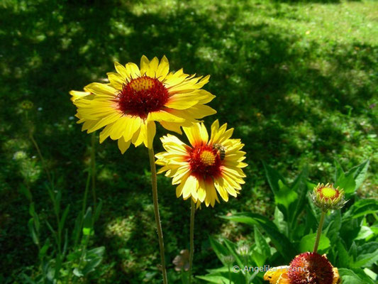 Gaillardia pulchella - Kurzlebige Kokardenblume  © Mag. Angelika Ficenc