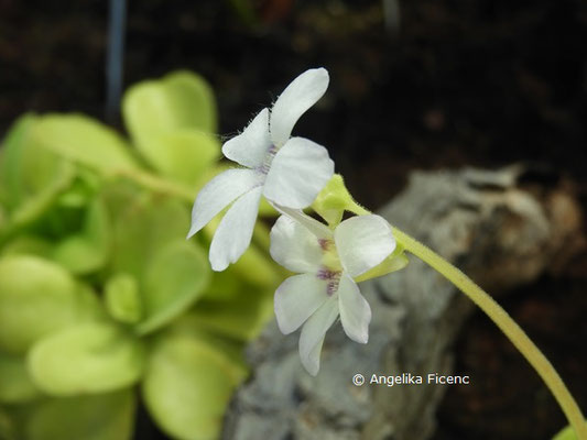 Pinguicula agnata, Blüte, © Mag. Angelika Ficenc