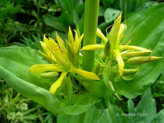 Gentiana lutea - Gelber Enzian,   © Mag. Angelika Ficenc