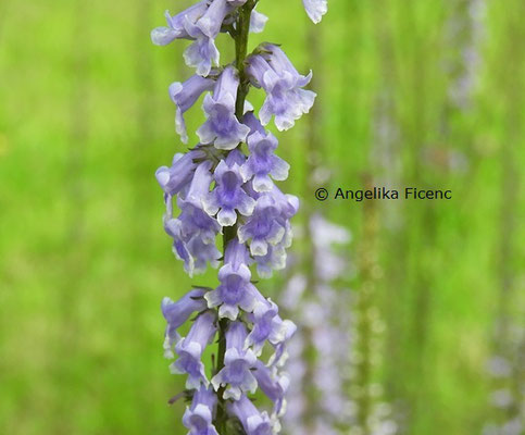  Anarrhinum bellidifolium © Mag. Angelika Ficenc