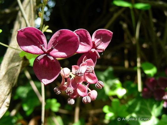 Akebia quinata  © Mag. Angelika Ficenc