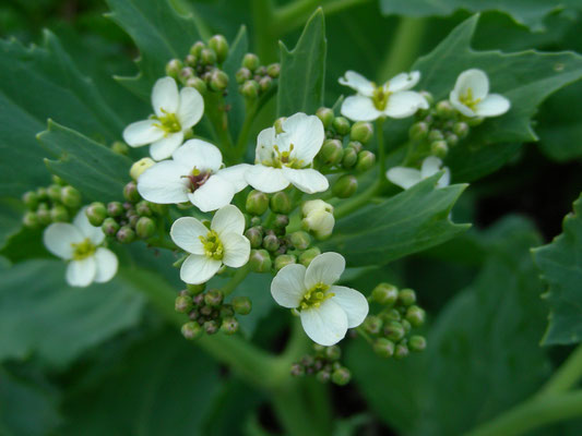 Crambe maritima - Meerkohl, © Mag. Angelika Ficenc