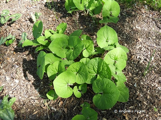 Asarum canadense - Kanadische Haselwurz  © Mag. Angelika Ficenc