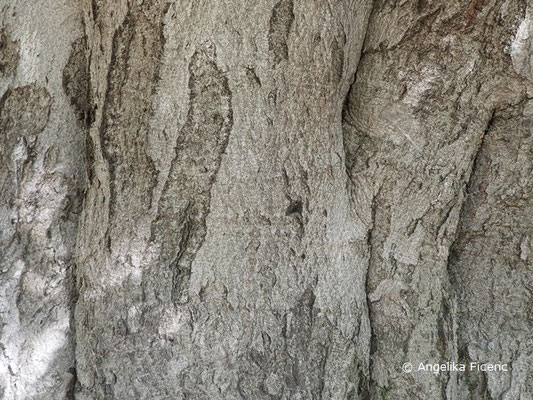 Fagus sylvativa "Laciniata" - Schlitzblatt-Buche  © Mag. Angelika Ficenc