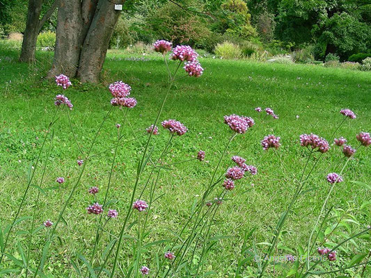 Verbena bonariensis  © Mag. Angelika Ficenc