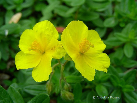 Helianthemum ovatum - Trübgrünes Sonnenröschen  © Mag. Angelika Ficenc