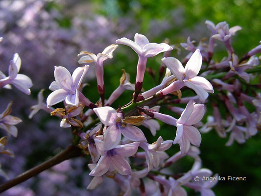 Syringa laciniata - Gelapptblättriger Flieder  © Mag. Angelika Ficenc