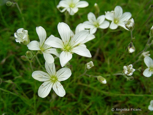 Minuartia lacrifolia  © Mag. Angelika Ficenc