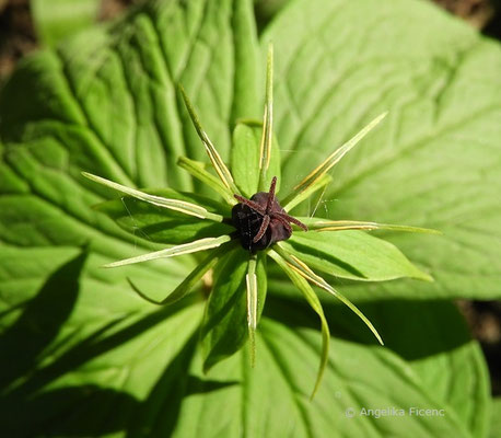 Paris quadrifolia - Vierblättrige Einbeere  © Mag. Angelika Ficenc