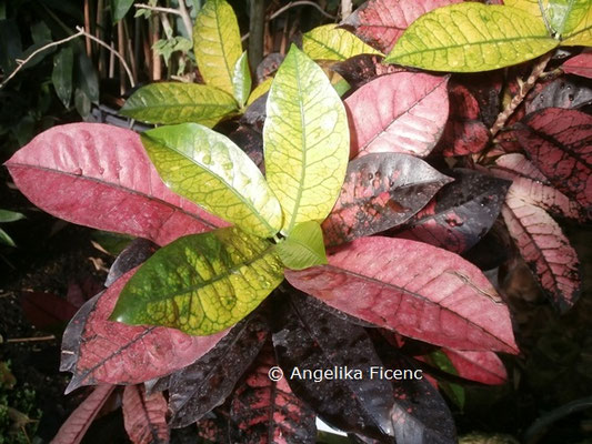 Clerodendrum thomsonie © Mag. Angelika Ficenc