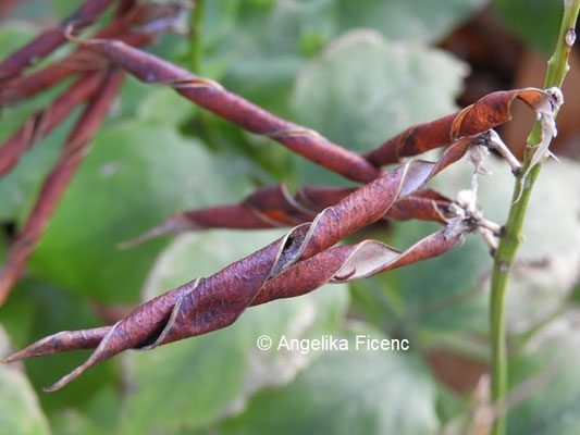 Lathyrus aureus © Mag. Angelika Ficenc