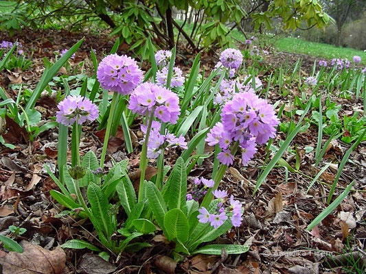 Primula denticulata - Kugel-Primel,   © Mag. Angelika Ficenc