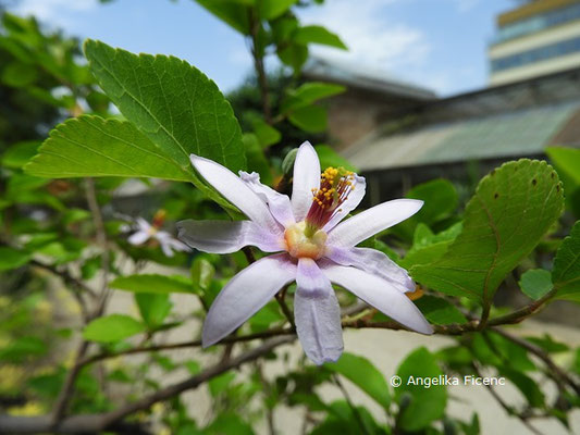 Grewia occidentalis   © Mag. Angelika Ficenc