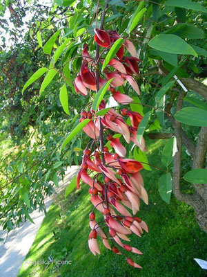 Erythrina crista - Gewöhnlicher Korallenbaum   © Mag. Angelika Ficenc