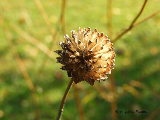 Cephalaria radiata, Fruchtstand  © Mag. Angelika Ficenc