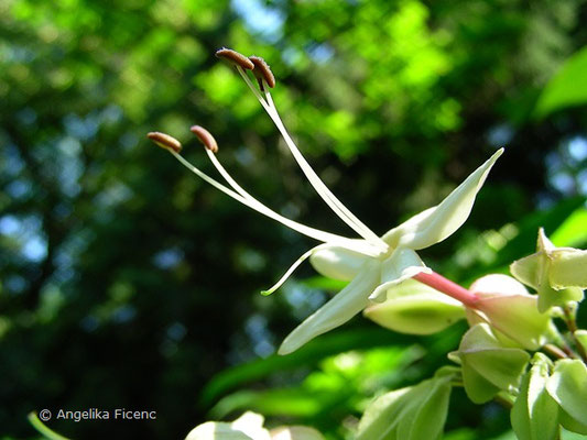 Clerodendrum trichotomum - Japanischer Losstrauch, Blüte Seitenansicht  © Mag. Angelika Ficenc