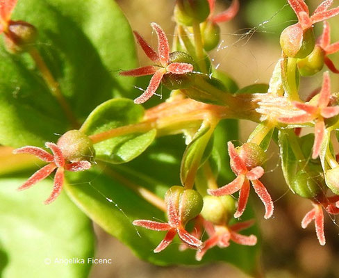 Coriaria japonica, Blüten     © Mag. Angelika Ficenc