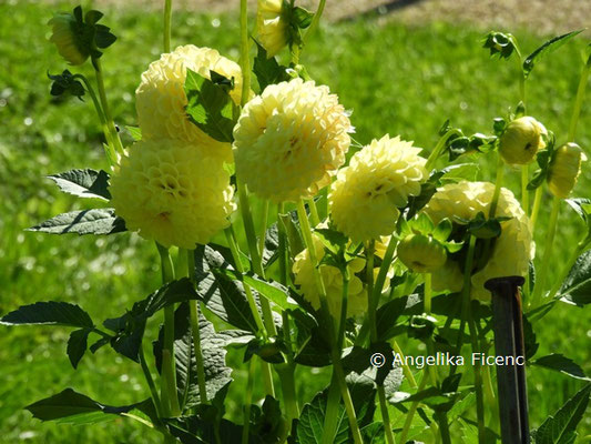 Dahlia "Schnipsi"   © Mag. Angelika Ficenc