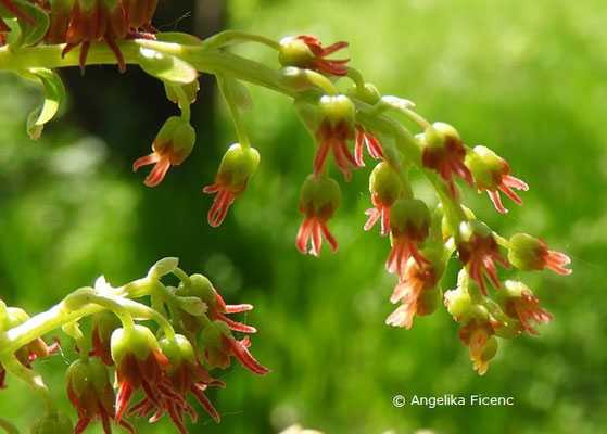 Coriaria myrtifolia - Europäischer Gerberstrauch       © Mag. Angelika Ficenc