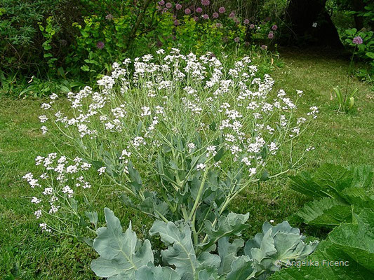 Crambe maritima - Meerkohl, © Mag. Angelika Ficenc