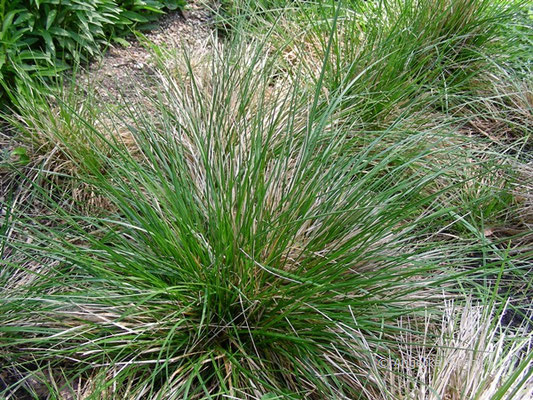 Deschampsia cespitosa - Horst-Rasenschmiele  © Mag. Angelika Ficenc