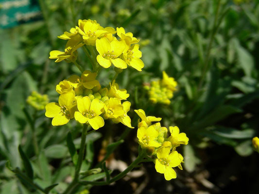 Alyssum saxatile - Felsensteinkraut  © Mag. Angelika Ficenc