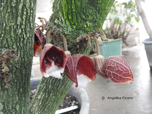 Aristolochia arborea ©  Mag. Angelika Ficenc