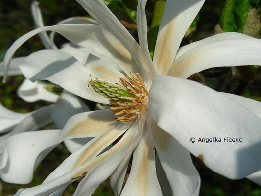 Magnolia stellata "Royal Star" - Stern Magnolie  © Mag. Angelika Ficenc