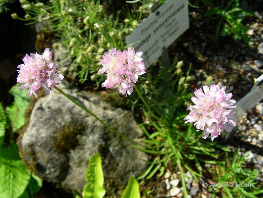 Armeria marginata, Blütenstände  © Mag. Angelika Ficenc