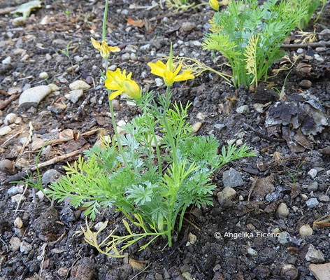 Hypecoum procumbens - Lappenblume © Mag. Angelika Ficenc