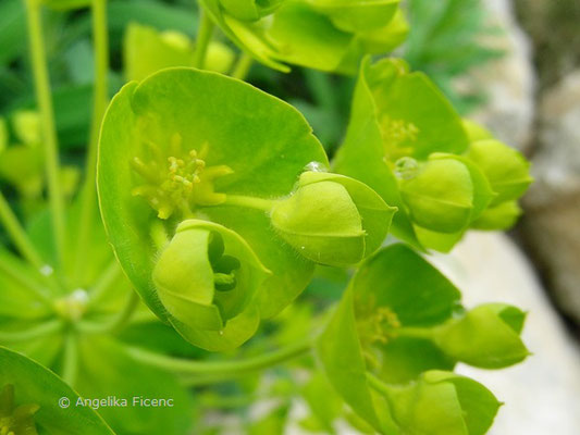 Euphorbia caracias ssp. wulfenii - Wolfsmilch, © Mag. Angelika Ficenc