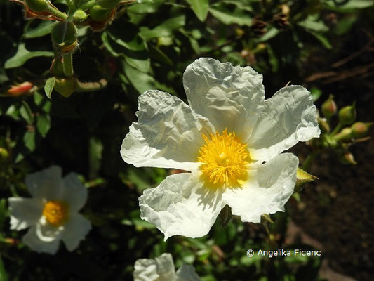 Cistus laurifolius  © Mag. Angelika Ficenc