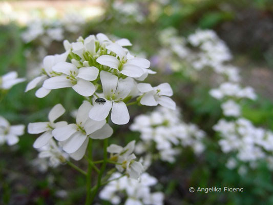 Arabis ferdinandi-cobourgi - Gänsekresse  © Mag. Angelika Ficenc