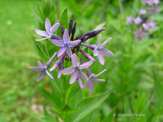 Amsonia orientalis - Röhrenstern, Blütenstand  © Mag. Angelika Ficenc