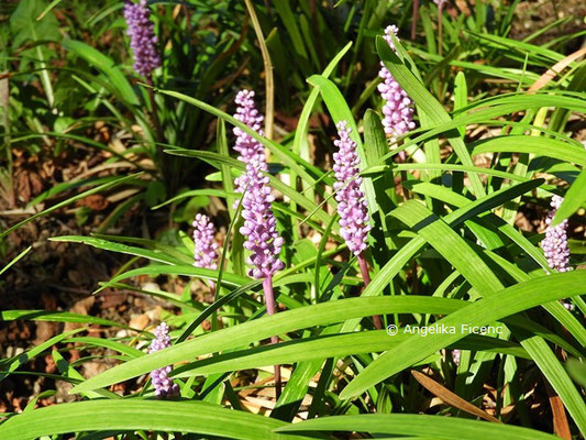 Liriope muscari  © Mag. Angelika Ficenc