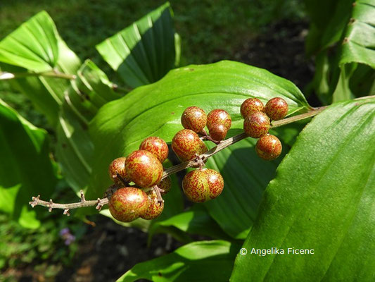 Maianthemum racemosum     © Mag. Angelika Ficenc